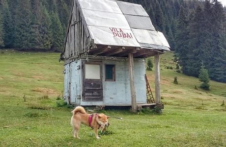 Jedno se tomu Rumunsku mus nechat - sehnat v nm ubytovn zdarma pro psa,...