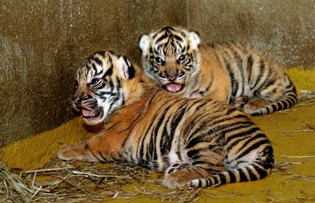 Dv mláata tygr sumaterských v jihlavské zoologické zahrad zstávají i dva...