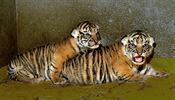 Dv mlata tygr sumaterskch v jihlavsk zoologick zahrad zstvaj i dva...