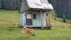 Jedno se tomu Rumunsku musí nechat - sehnat v nm ubytování zdarma pro psa,...