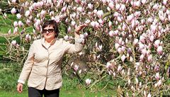Rozkvetlé magnolie v Karlových Varech