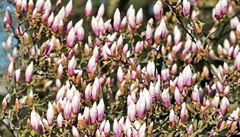 V Karlových Varech rozkvetly díky teplému poasí magnolie