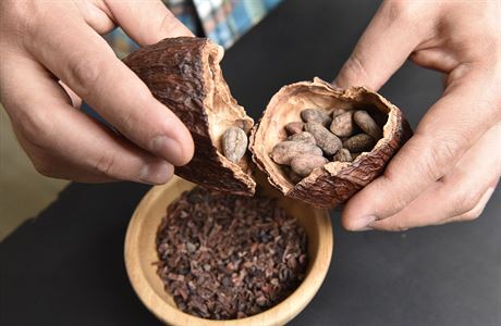 Kakaové boby v okoládovn Ajala v Brn. Drobní brnntí výrobci okolády razí...