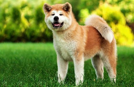 Japonský pes akita si dobyl srdce cizinců i celebrit | Domácí mazlíčci |  Lidovky.cz