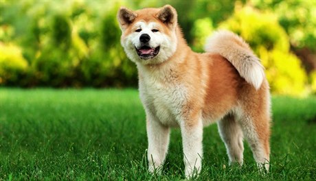 Akita Inu je psí plemeno, které pochází z Dálného východu, přesněji z Japonska...
