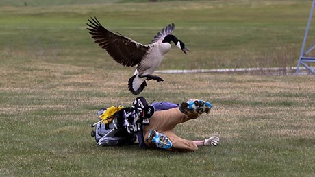 Na Isaaca Coulinga útoí pi golfovém turnaji husa.