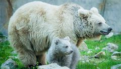 V zoologické zahrad v Hluboké nad Vltavou se narodilo mlád kriticky...