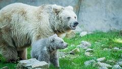 V zoo v Hluboké nad Vltavou odchovávají vzácného medvda plavého.