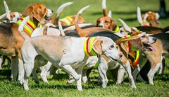 Název parforsní pochází z francouzského par force de chiens a doslova znamená...