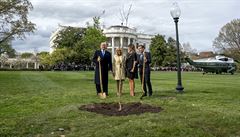 Dubov diplomacie. Macron pole Trumpovi letecky nov strom jako symbol dobrch vztah, star odumel