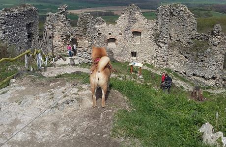 Zcenina hradu Korltko nabz vhled na okol Malch Karpat.