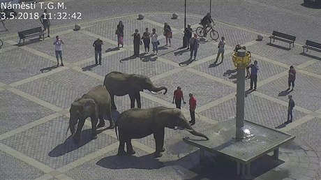 V centru Perova se 3. kvtna 2018 ped polednem promenádovali ti sloni...