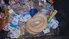 Týraná krajta v kontejneru na recyklovaný odpad. | na serveru Lidovky.cz | aktuální zprávy