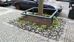 Starostka Prahy 3 chce pro místní obany spustit program adopce stromu, aby...