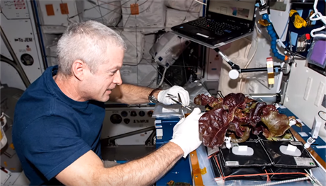 V roce 2015 mohli kosmonauti poprvé ochutnat první listy salátu vypěstovaného...