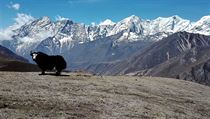 Dobytek v Nepálu. Fotky z cest Marka Holečka po Nepálu.
