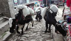 Dobytek slouící k peprav vcí v Nepálu. Fotky z cest Marka Holeka po Nepálu.