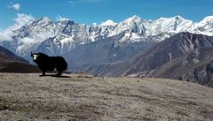 Dobytek v Nepálu. Fotky z cest Marka Holeka po Nepálu.