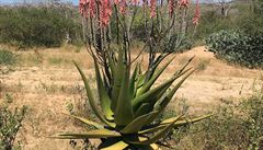 Angolská flóra ítá exotické druhy rzných tropických rostlin, vetn kaktus.