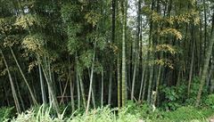Bambus bez bambusu jako hrad bez hradu.