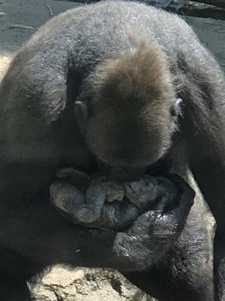 Dvaadvacetiletá samice gorily níinné Moka porodila mlád pímo ped zraky...