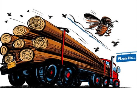Nákladní přeprava zasaženého dřeva ohrožuje české lesy.