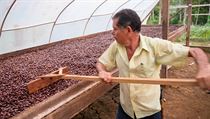 Kakaov boby se 8 - 15 dn su a pot se upra, Kostarika