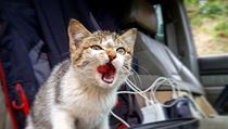 Gruzie - prvn fotografie toulavho kotka, krtce po prvnm pdlu stravy