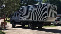 Kamion Mercedes-Benz. Holandsk zebra opout kemp Slnn skaly.