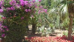 Málo vid�ná zele� na Malt� v San Anton Gardens, Malta