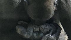 V USA se mládě gorily narodilo v zoo před zraky návštěvníků