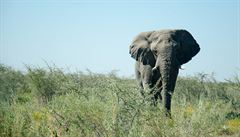 Na kole přes Afriku: Jak jsem potkal slona