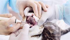 Změna chování mazlíčka může být prvním signálem onemocnění zubů, říká veterinář