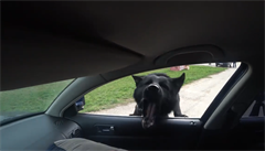 VIDEO: Umí tohle váš pejsek? Vlčák Gumička proskočí oknem do auta i proti střelci