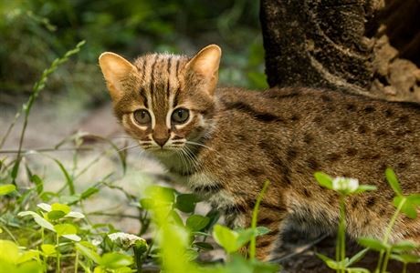Jak je velká nejmenší kočka na světě? Ostravská zoo má dva nové přírůstky |  Domácí mazlíčci | Lidovky.cz