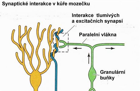 Synaptick interakce v ke mozeku