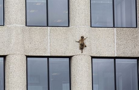 Mýval se pokusil vyplhat na budovu UBS Plaza. Nakonec se dostal a na stechu.