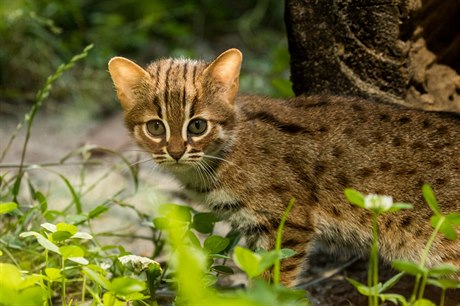 Ostravská zoologická zahrada odchovává dvě mláďata nejmenších koček světa -...