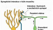 Synaptick interakce v ke mozeku