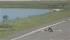 VIDEO: Provoz na letiti v Orlandu zdrel aligtor. Prochzel se po pistvac ploe