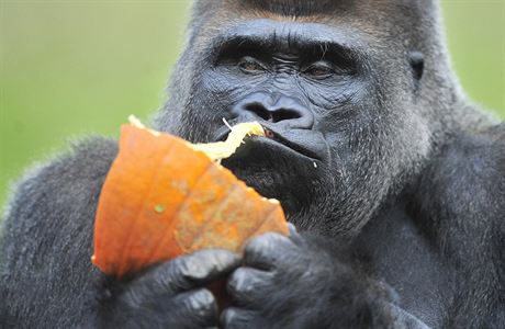 Odela Koko. Gorila, která se nauila mluvit s lidmi.