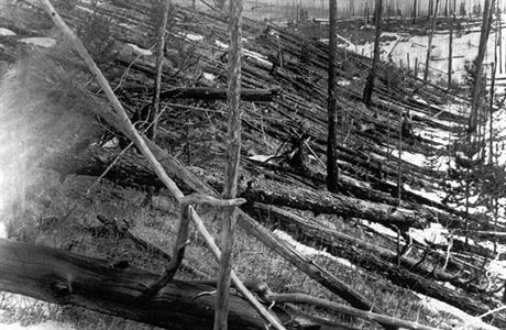 Polámané stromy po výbuchu meteoritu nad Tunguskou oblastí.