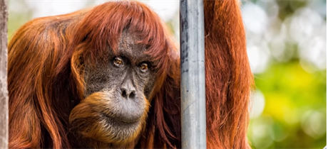 V australské zoo uhynul nejstarí orangutan sumaterský na svt