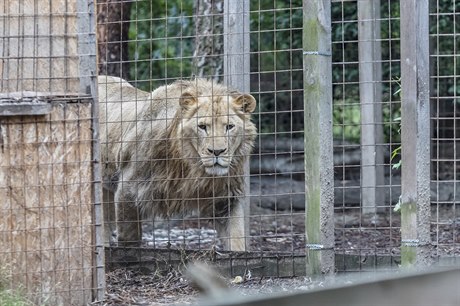 Ze zooparku utekla puma ji vloni v ervenci.