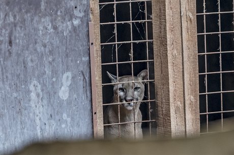 Zvrolékai se zajímají o to, zda místní zvíata nejsou týraná.