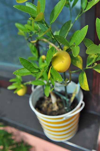 Rostoucí teploty svědčí exotickým plodům. Citron je ale háklivý na vysoké mrazy.