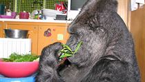 Koko se krmí oblíbenými výhonky.