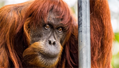 V australské zoo uhynul nejstarí orangutan sumaterský na svt