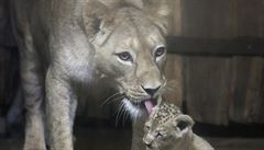 Lvice v zoo v Lipsku sežrala svá dvě mláďata, která byla několik dnů stará