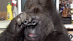 Gorilí samice Koko s dalekohledem.